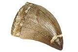 Fossil Mosasaur (Prognathodon) Tooth - Morocco #186524-1